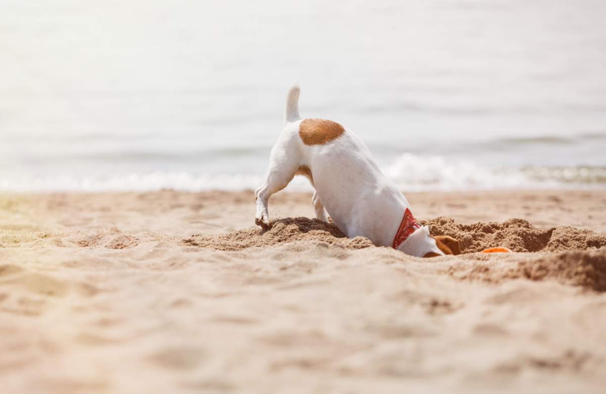 Dog digging a hole on a sandy beach in Dalmatia, Croatia