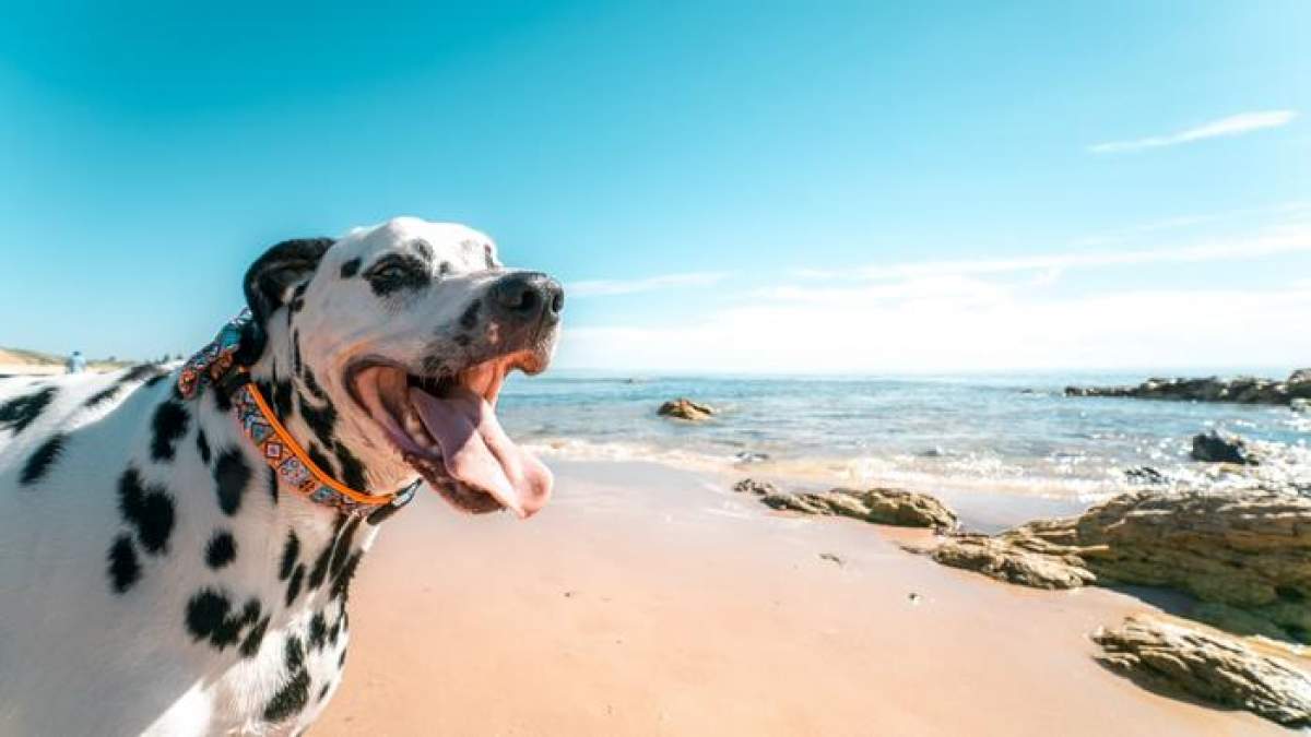 Dalmatian enjoying a day at the dog beach in Dalmatia
